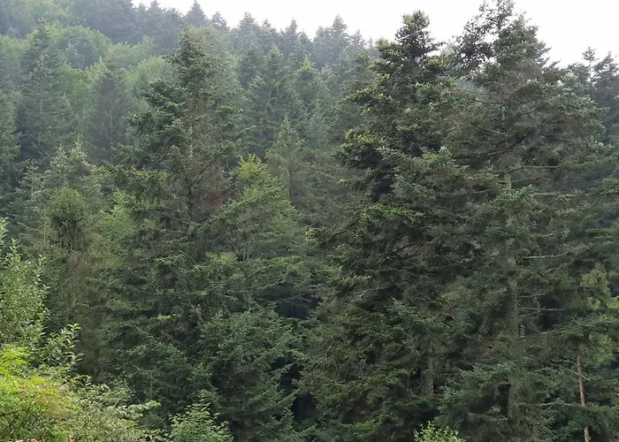 Paraiso Skhidnytsia
