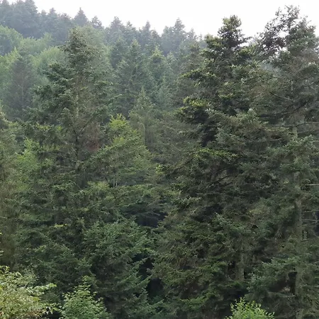 Paraiso Skhidnytsia
